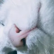 ふくふくの画像
