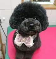 ayaの画像