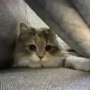 ジャンボの画像