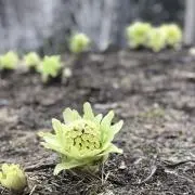ジェッツの画像