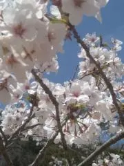 ゆっぴの画像