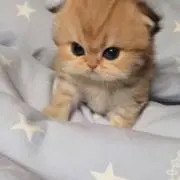Atの画像