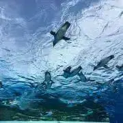 瑠璃の画像