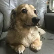 すえぞー
