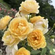 pna2の画像