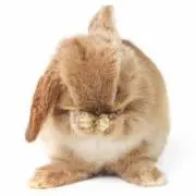 もも