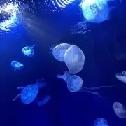豆しばの画像