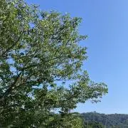 yamaの画像