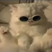 Coccoの画像
