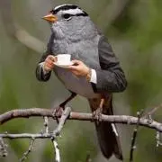 はやし