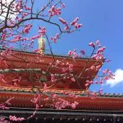 momoの画像