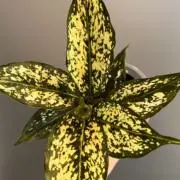 ぽんの画像