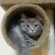 こたろう