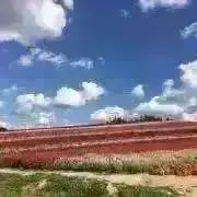 ひーの画像