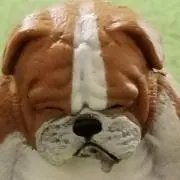 さいぱんだの画像