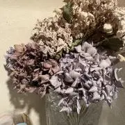 テディの画像
