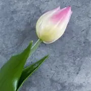 ⑅⃛ いち ⑅⃛