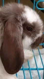 ラビィ！の画像