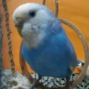 ぴぃちゃんの画像