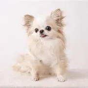 ゆき