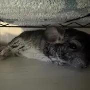 ちこ