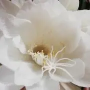 ハッピーピッグの画像