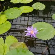あっきーの画像