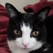 にゃあの画像