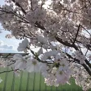 Kiiの画像