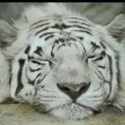 たと