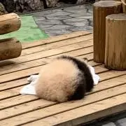 パンダマンの画像