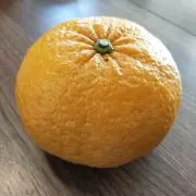 みかんの画像