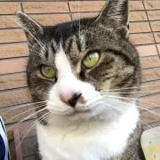 おかち
