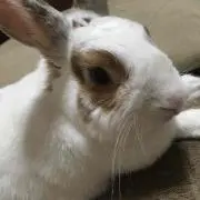 だいふく
