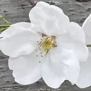 さくらの画像