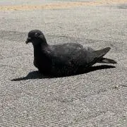 youngerの画像
