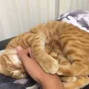 しゅんず