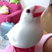 at【即購入大歓迎!】の画像