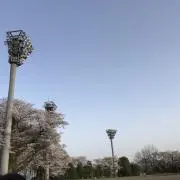 しゃんしゃんの画像