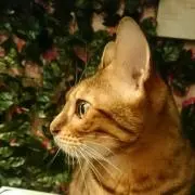 ききの画像