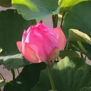 ネル