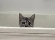 はまち