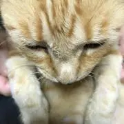 マロン