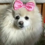Bell