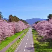 さくらの画像