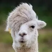 alpacaの画像