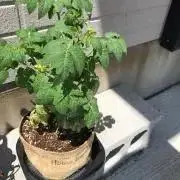 働きママ