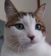 ketty