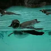 かんこちゃんの画像
