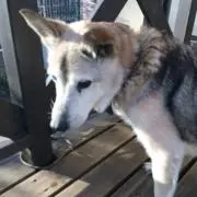 みんと